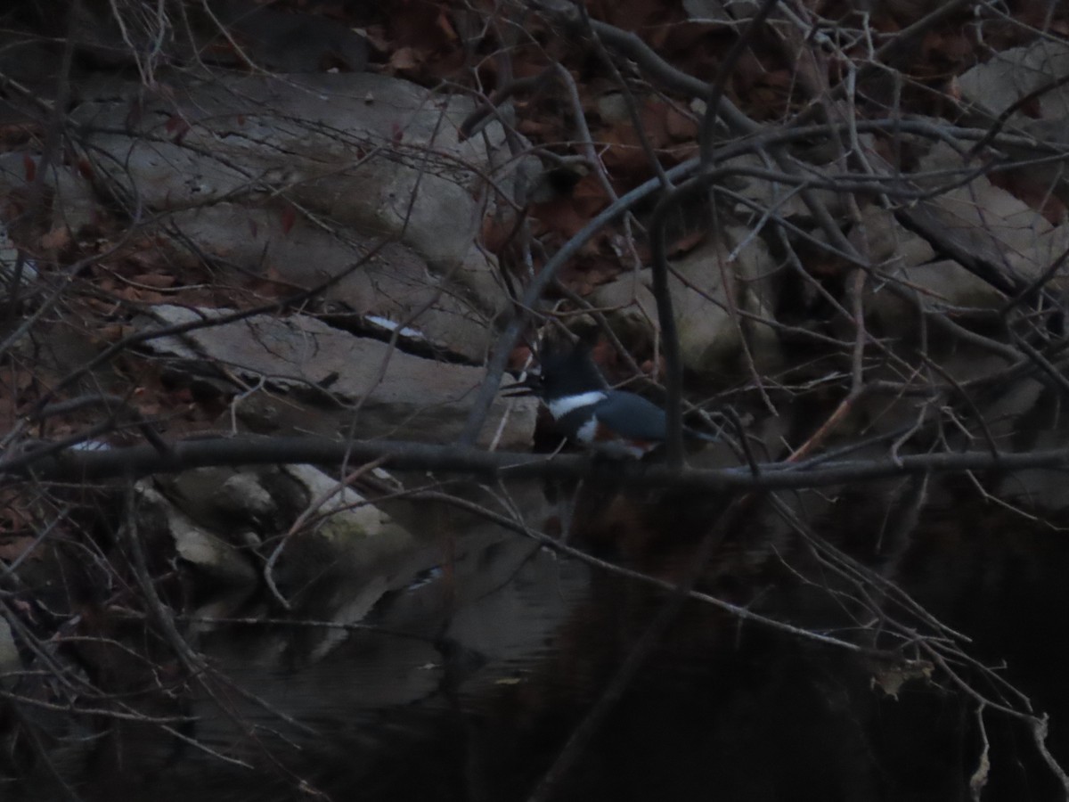 Belted Kingfisher - ML646560887