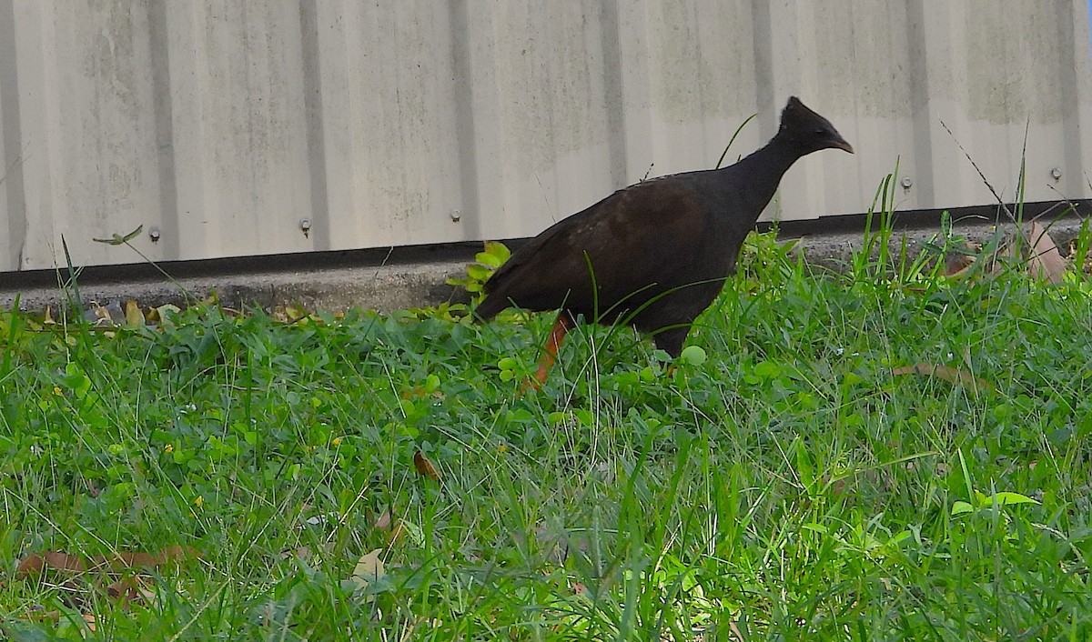 Orange-footed Megapode - ML646560888