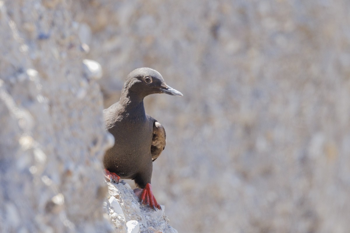 Pigeon Guillemot - ML646560889