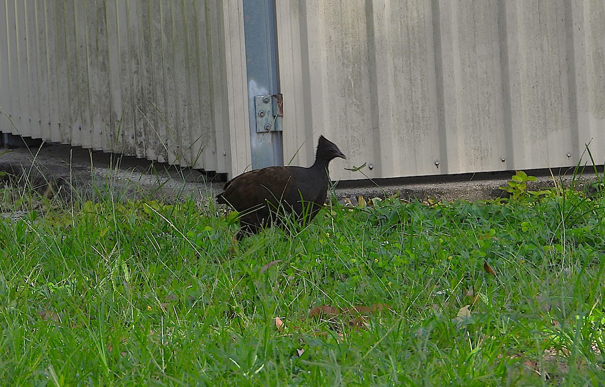 Orange-footed Megapode - ML646560890