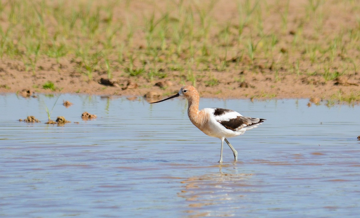 American Avocet - ML646560893