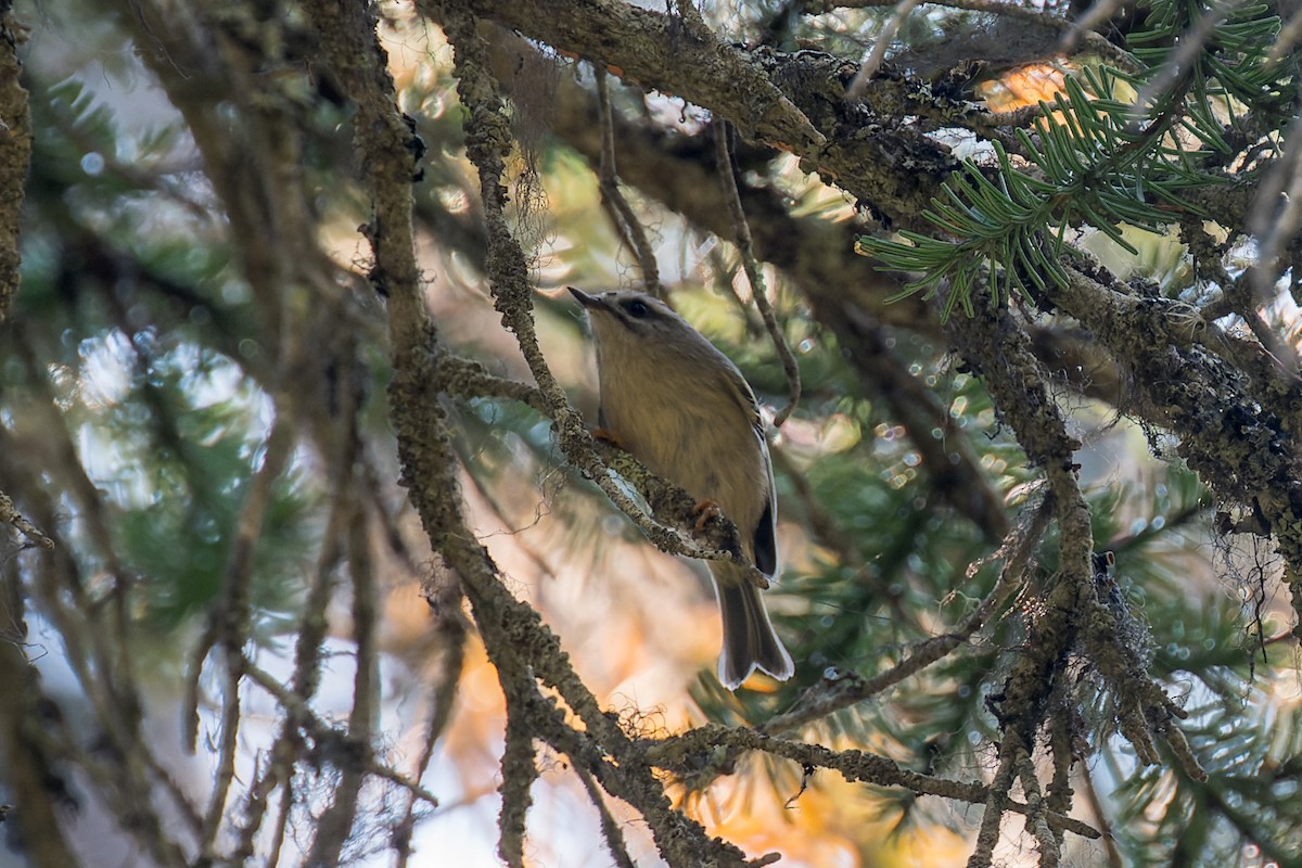 Golden-crowned Kinglet - ML646560894