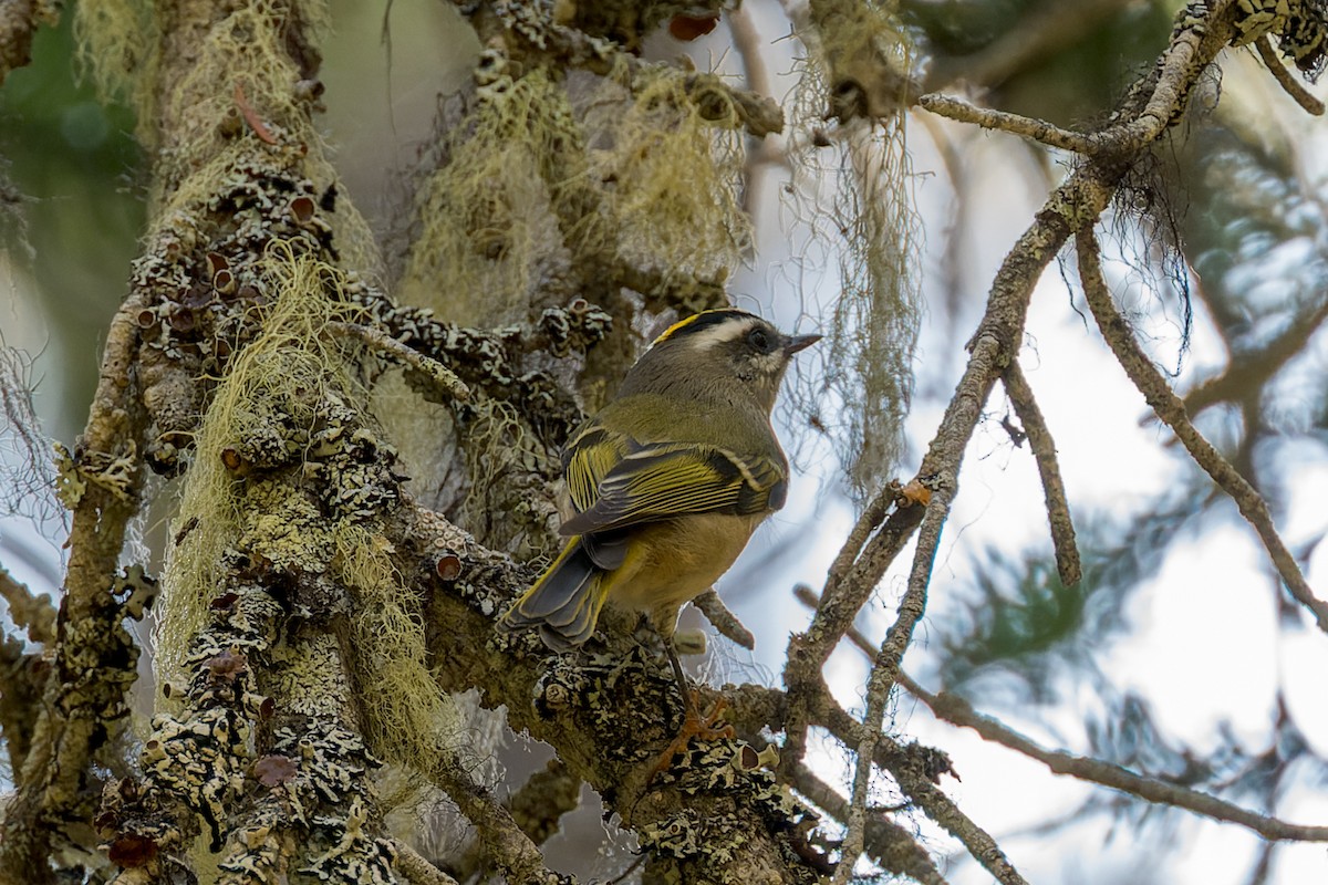 Golden-crowned Kinglet - ML646560895