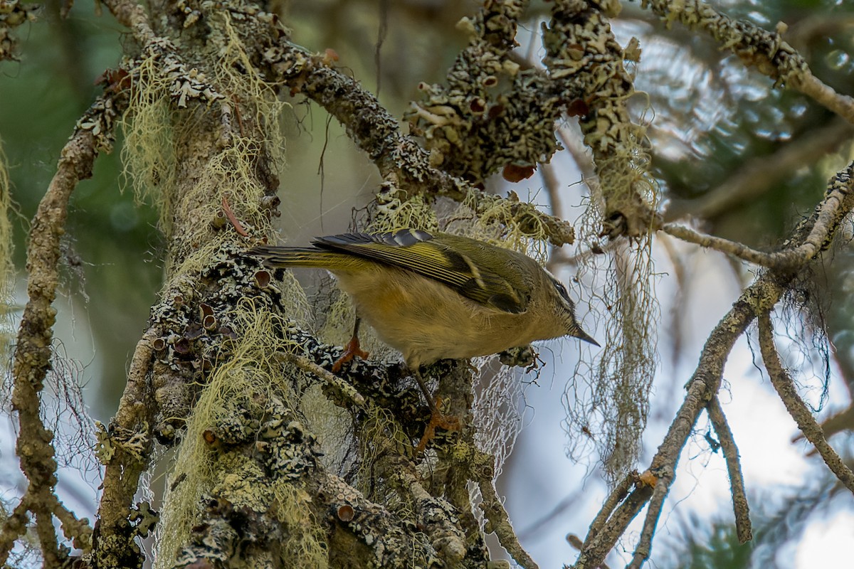 Golden-crowned Kinglet - ML646560896
