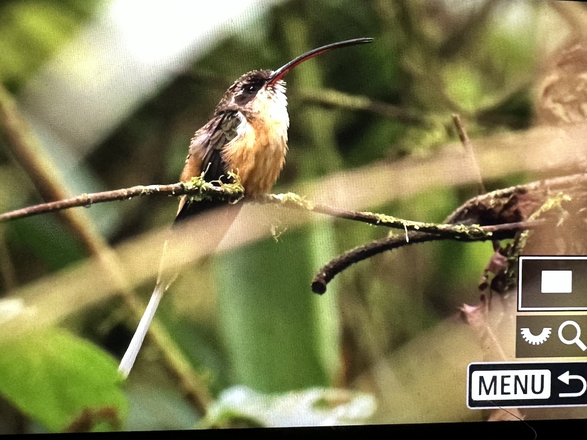 Tawny-bellied Hermit - ML646560897