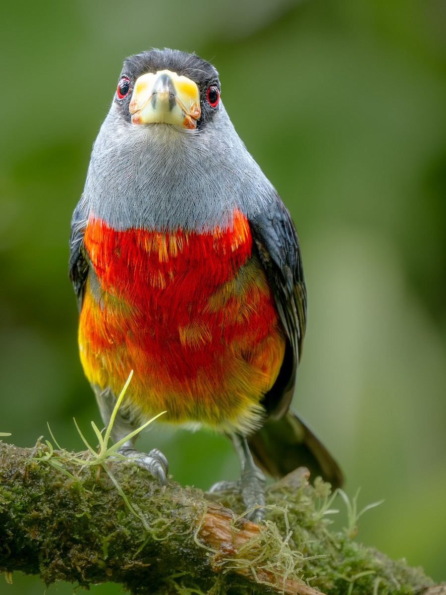 Toucan Barbet - ML646560898