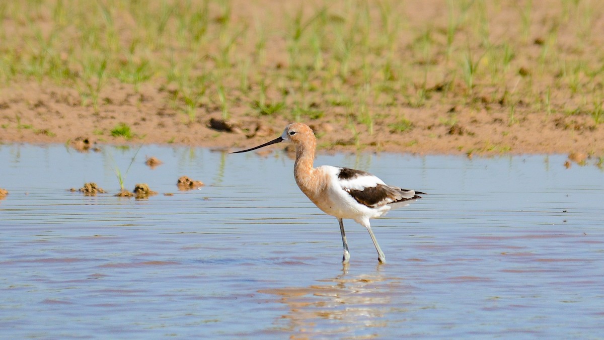 American Avocet - ML646560899