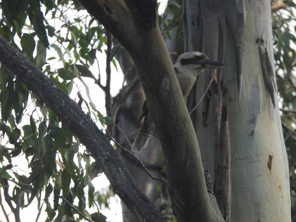 Laughing Kookaburra - ML646560901