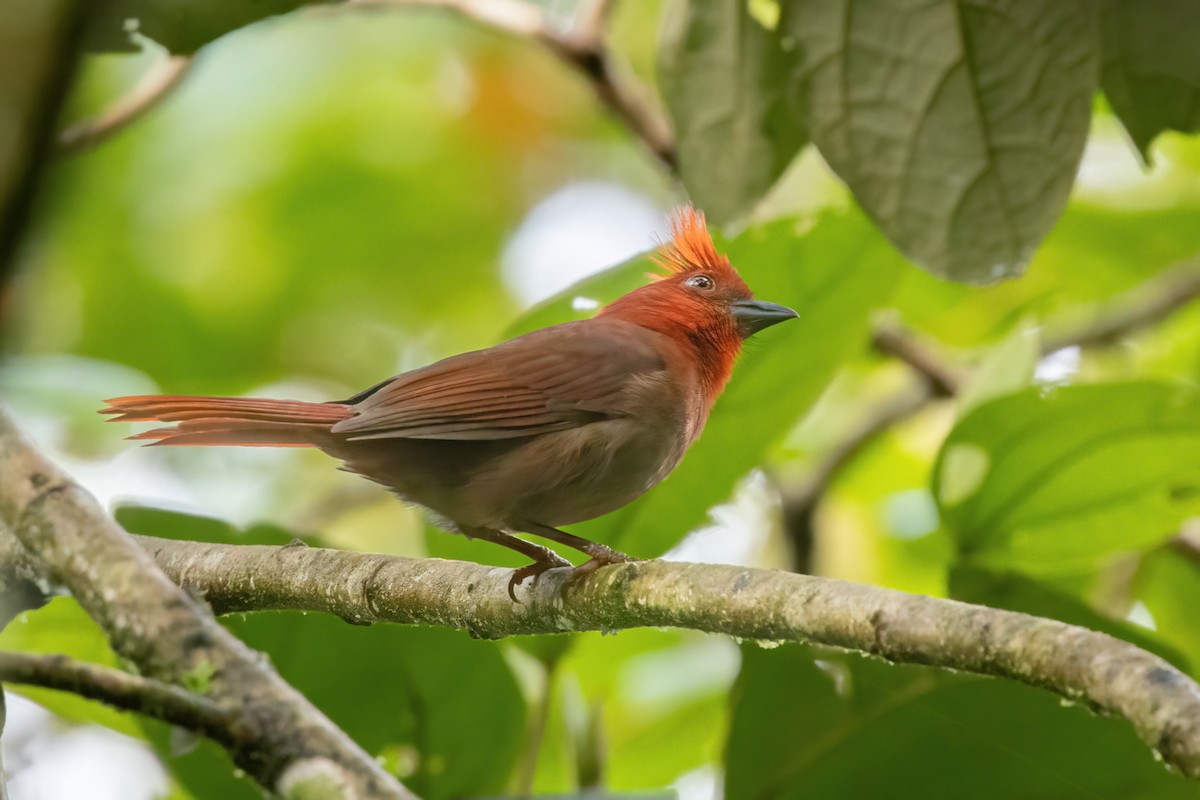 Crested Ant-Tanager - ML646560903