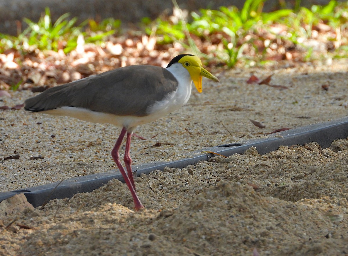 Hegabera maskaraduna - ML646560904