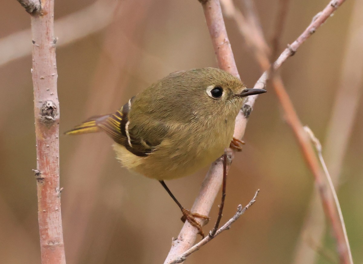 Ruby-crowned Kinglet - ML646560905