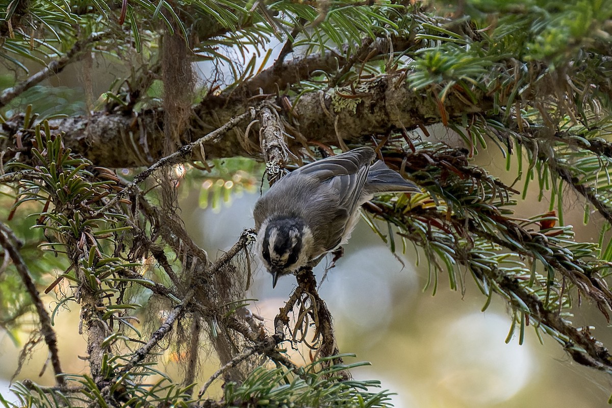 Mountain Chickadee - ML646560906