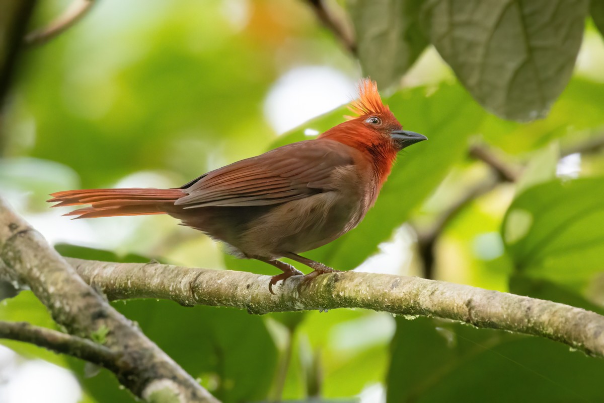Crested Ant-Tanager - ML646560907