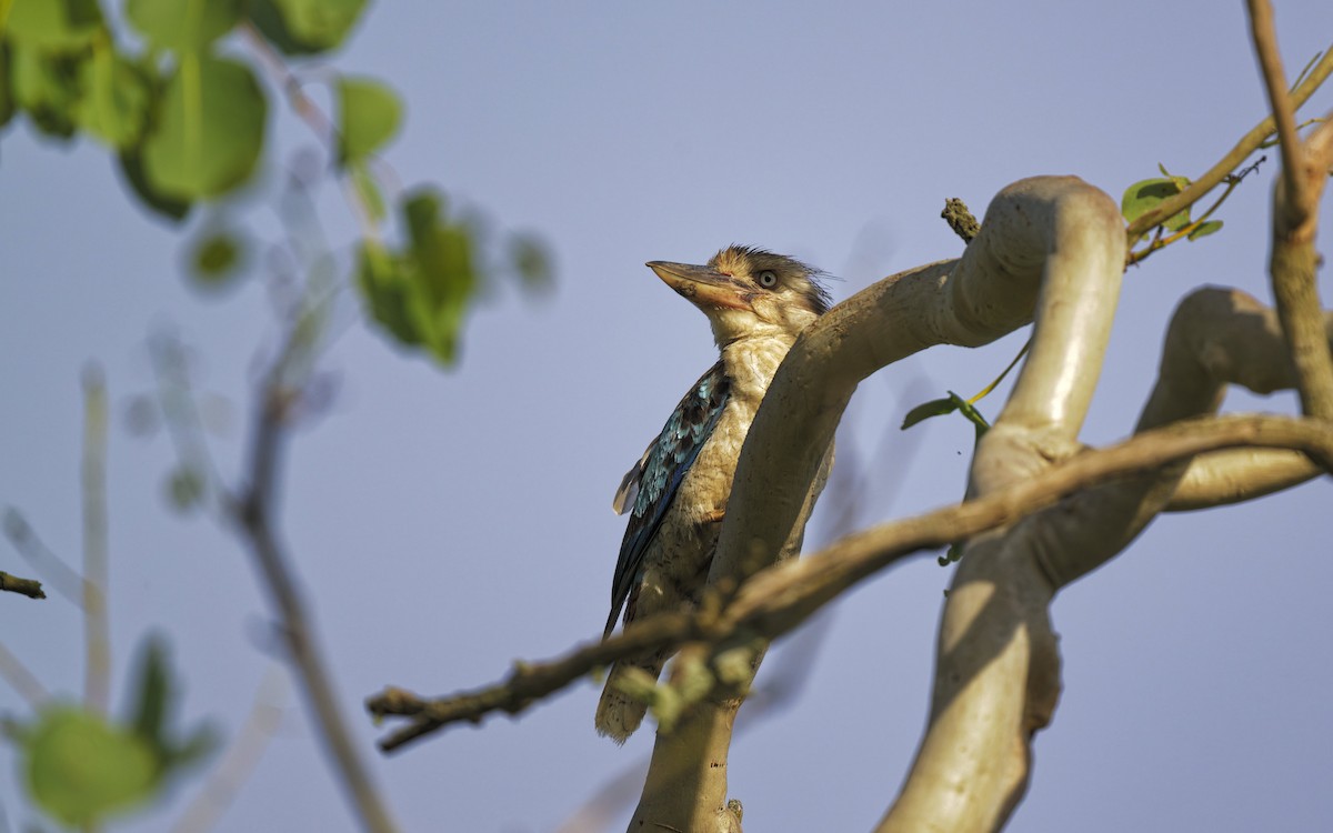 Blue-winged Kookaburra - ML646560908