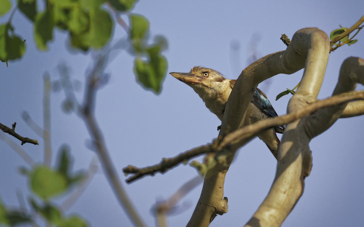 Blue-winged Kookaburra - ML646560909