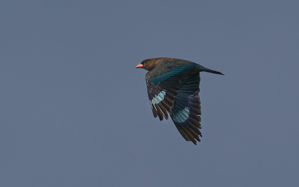 Dollarbird - ML646560910