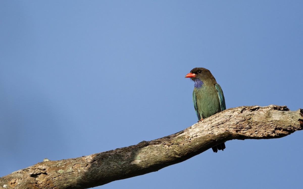 Dollarbird - ML646560911