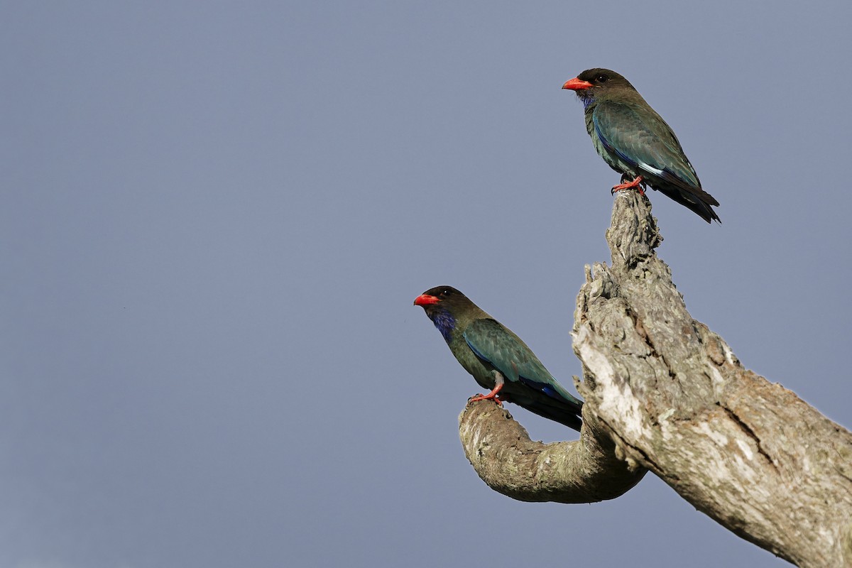 Dollarbird - ML646560912