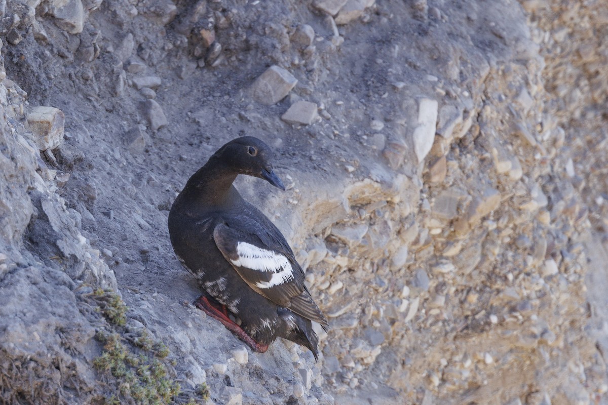 Pottorro hegalzuri aleutiarra - ML646560913