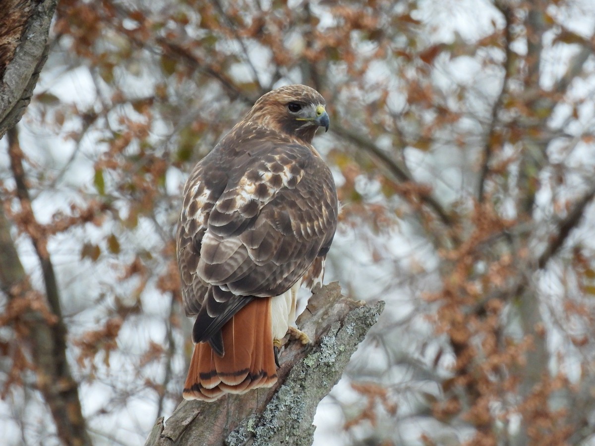 Red-tailed Hawk - ML646560916