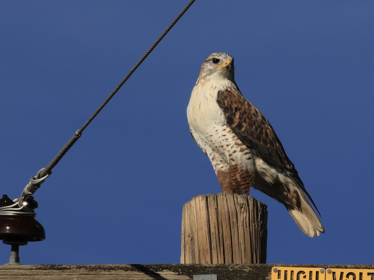 Ferruginous Hawk - ML646560919