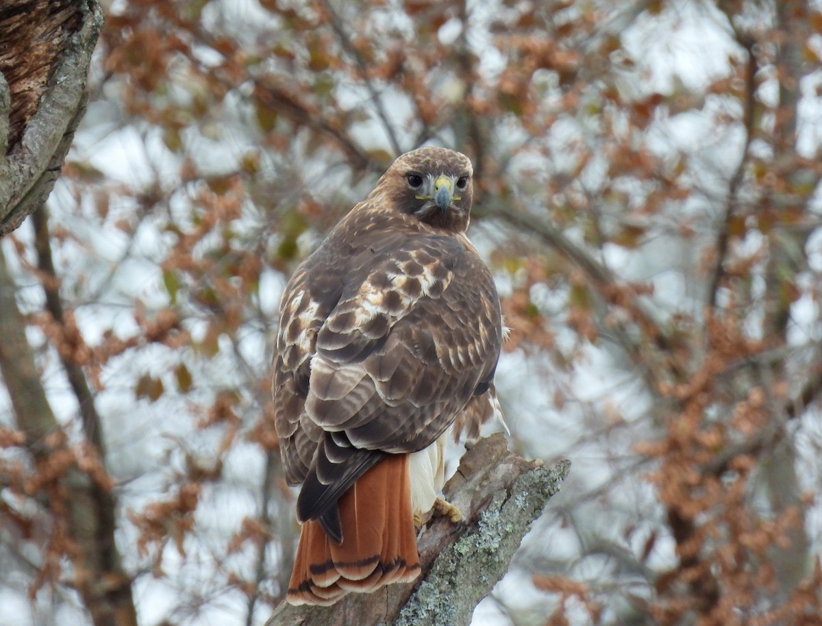 Buse à queue rousse - ML646560921