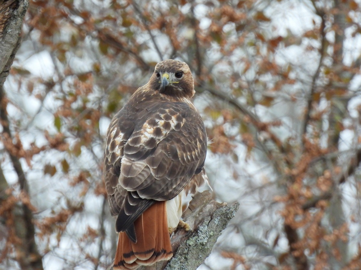 Buse à queue rousse - ML646560922