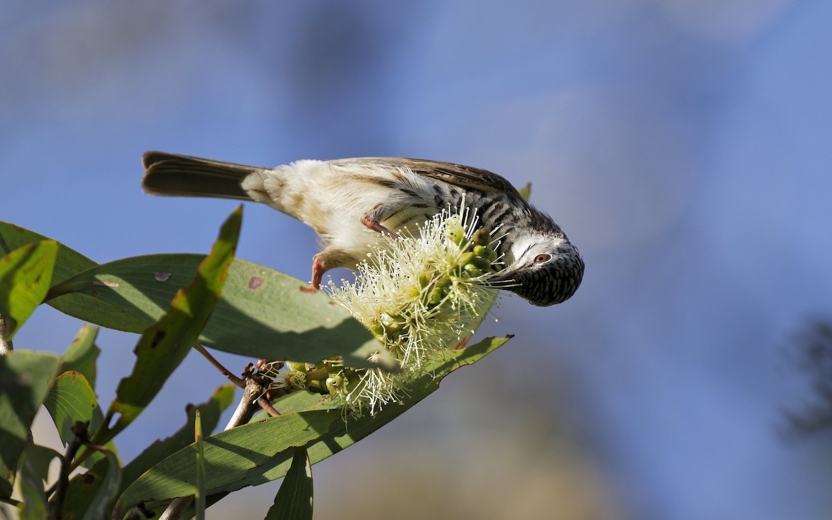 Bar-breasted Honeyeater - ML646560923