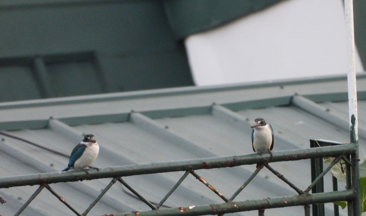 Collared Kingfisher - ML646560924