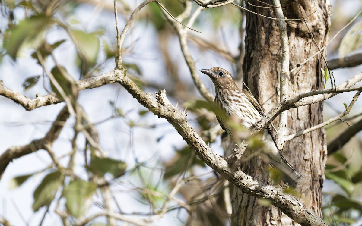 Australasian Figbird - ML646560928