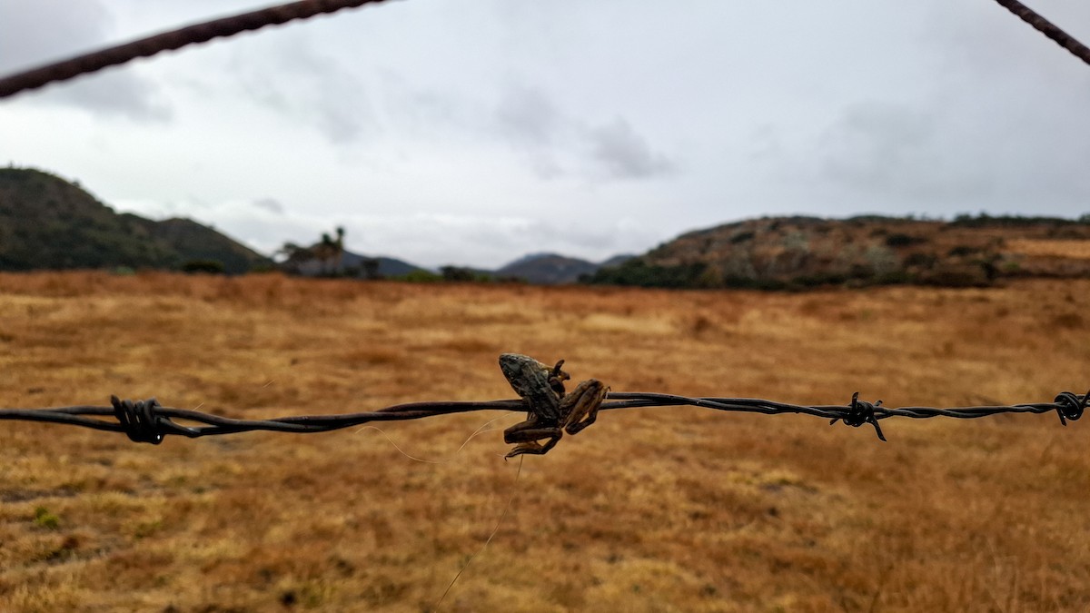 Animals - ML646560929