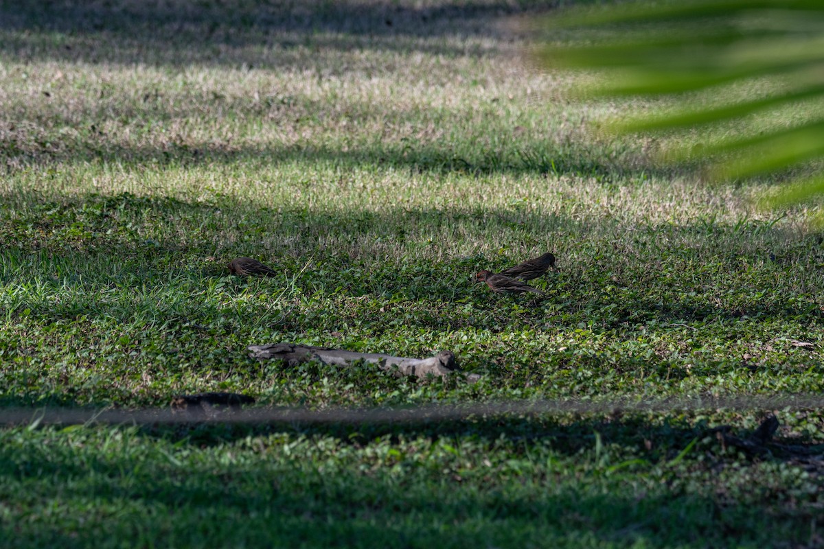 Hausgimpel - ML646560930