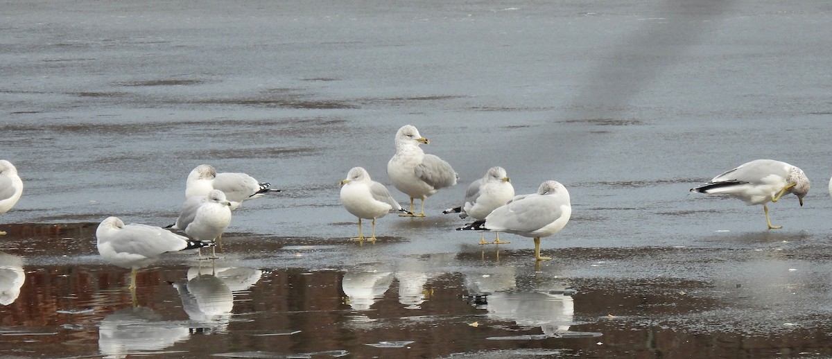 Goéland à bec cerclé - ML646560931