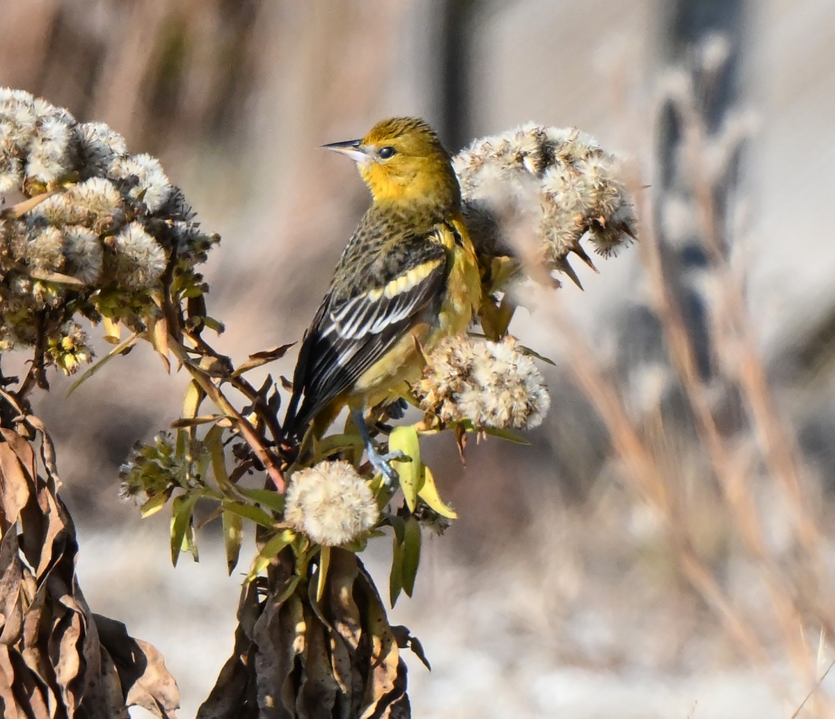 Baltimore Oriole - ML646560932