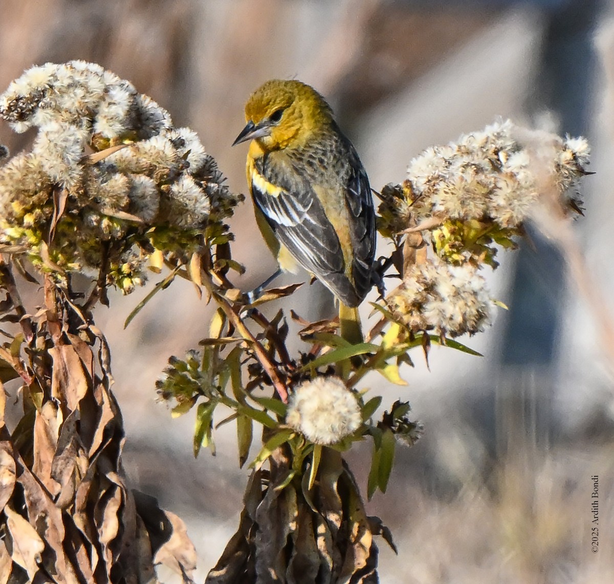 Baltimore Oriole - ML646560933