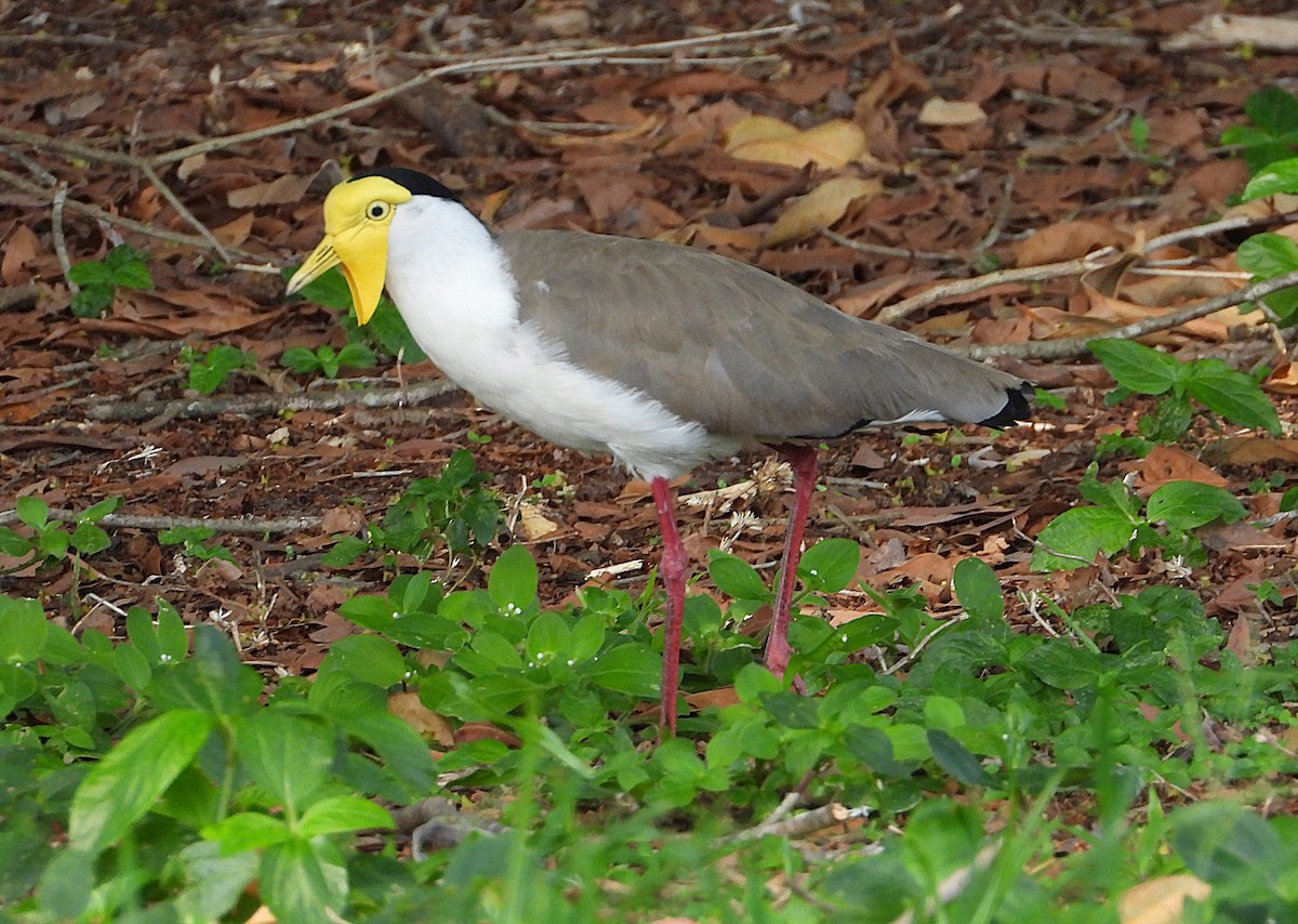Hegabera maskaraduna - ML646560934