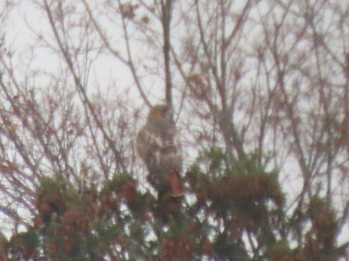 Poiana codarossa - ML646560935