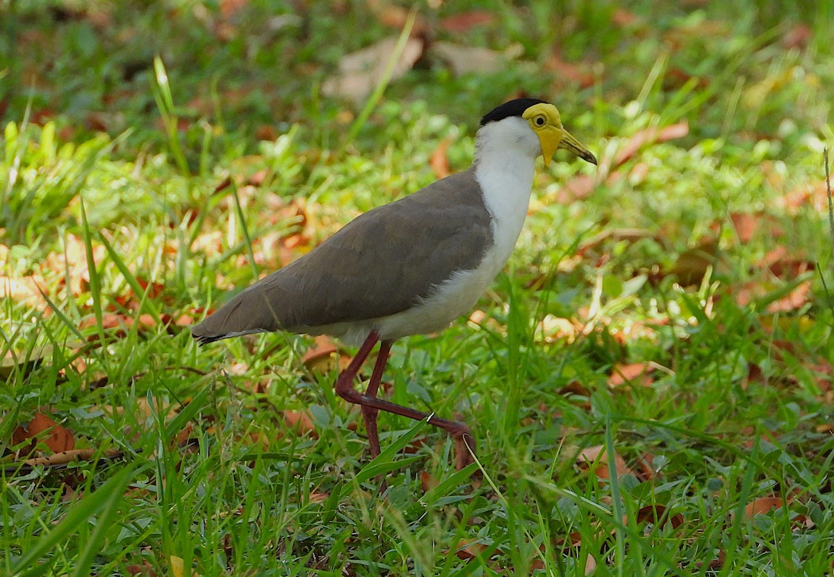 Hegabera maskaraduna - ML646560937