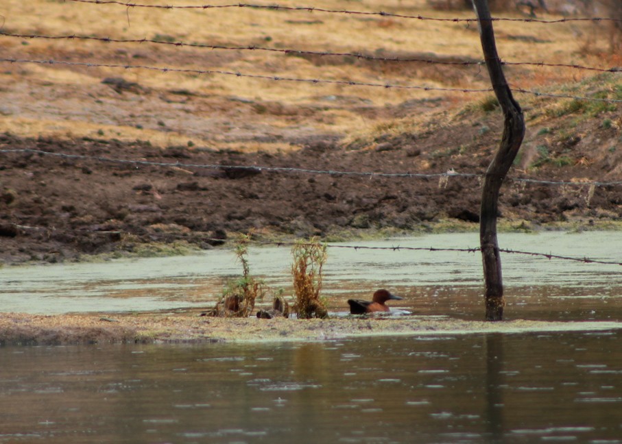 Cinnamon Teal - ML646560941