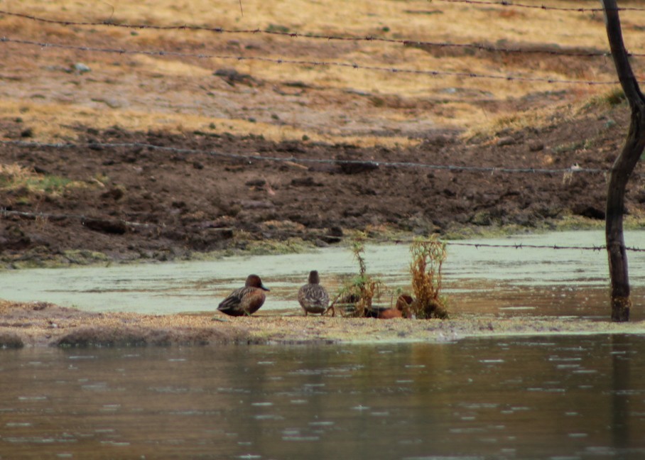 Cinnamon Teal - ML646560942