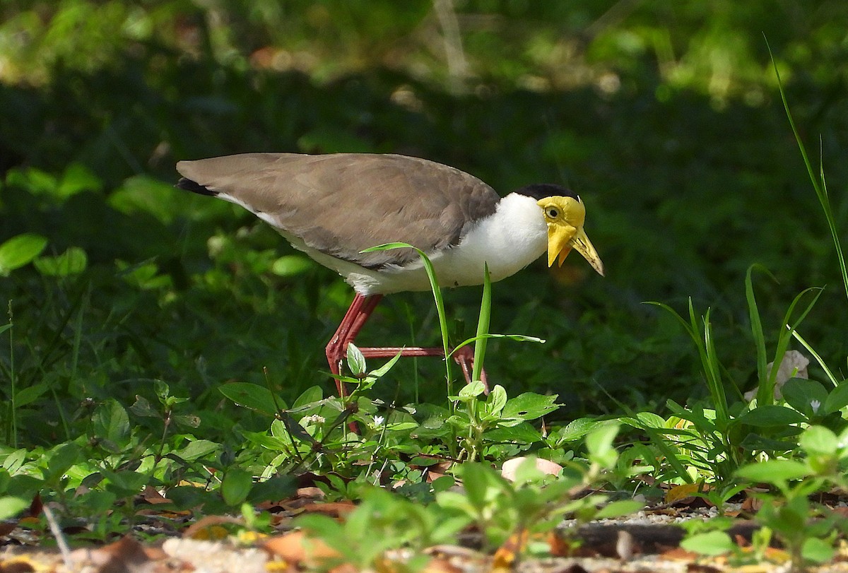 Hegabera maskaraduna - ML646560943