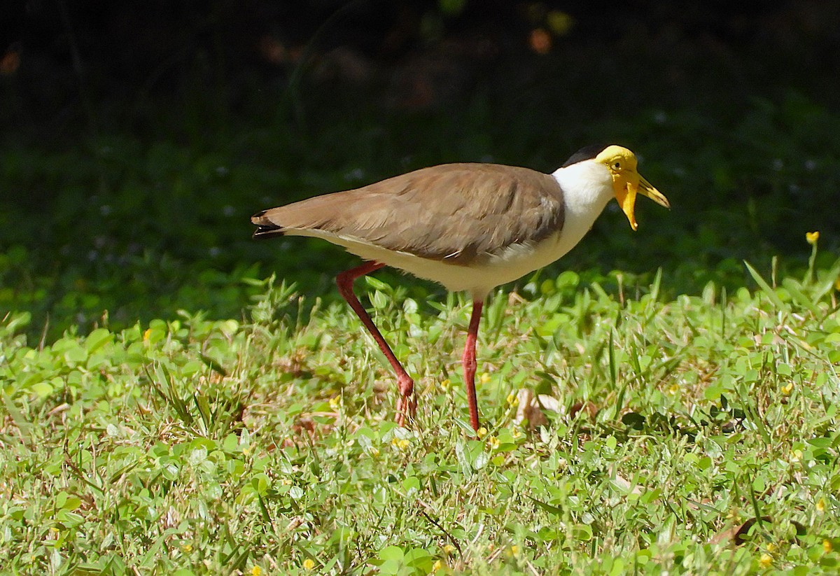 Hegabera maskaraduna - ML646560946