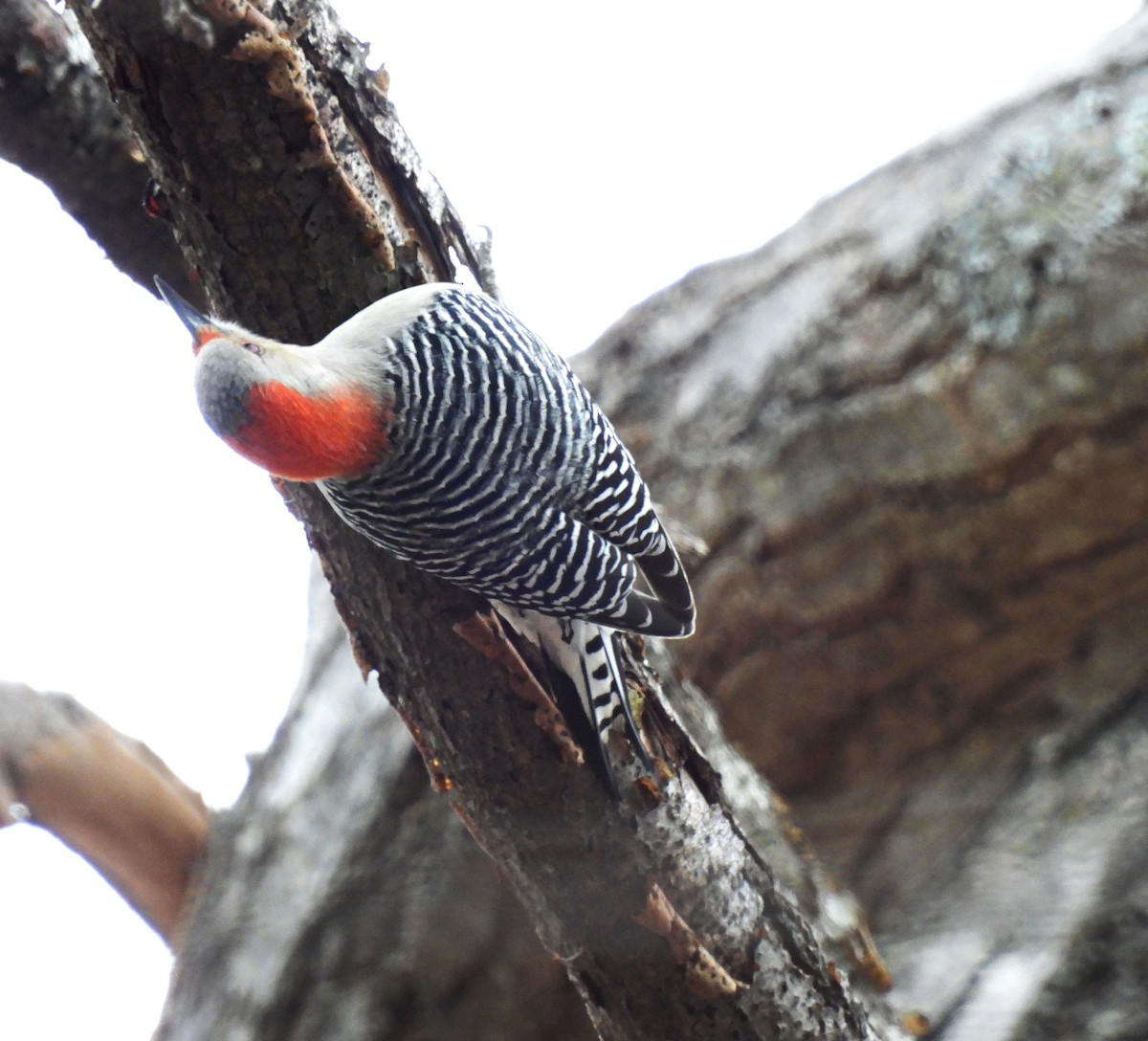 Гіла каролінська - ML646560947