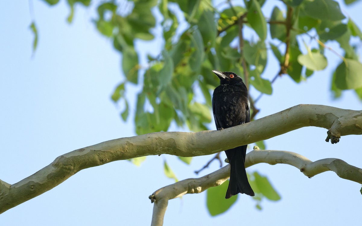 Spangled Drongo - ML646560948
