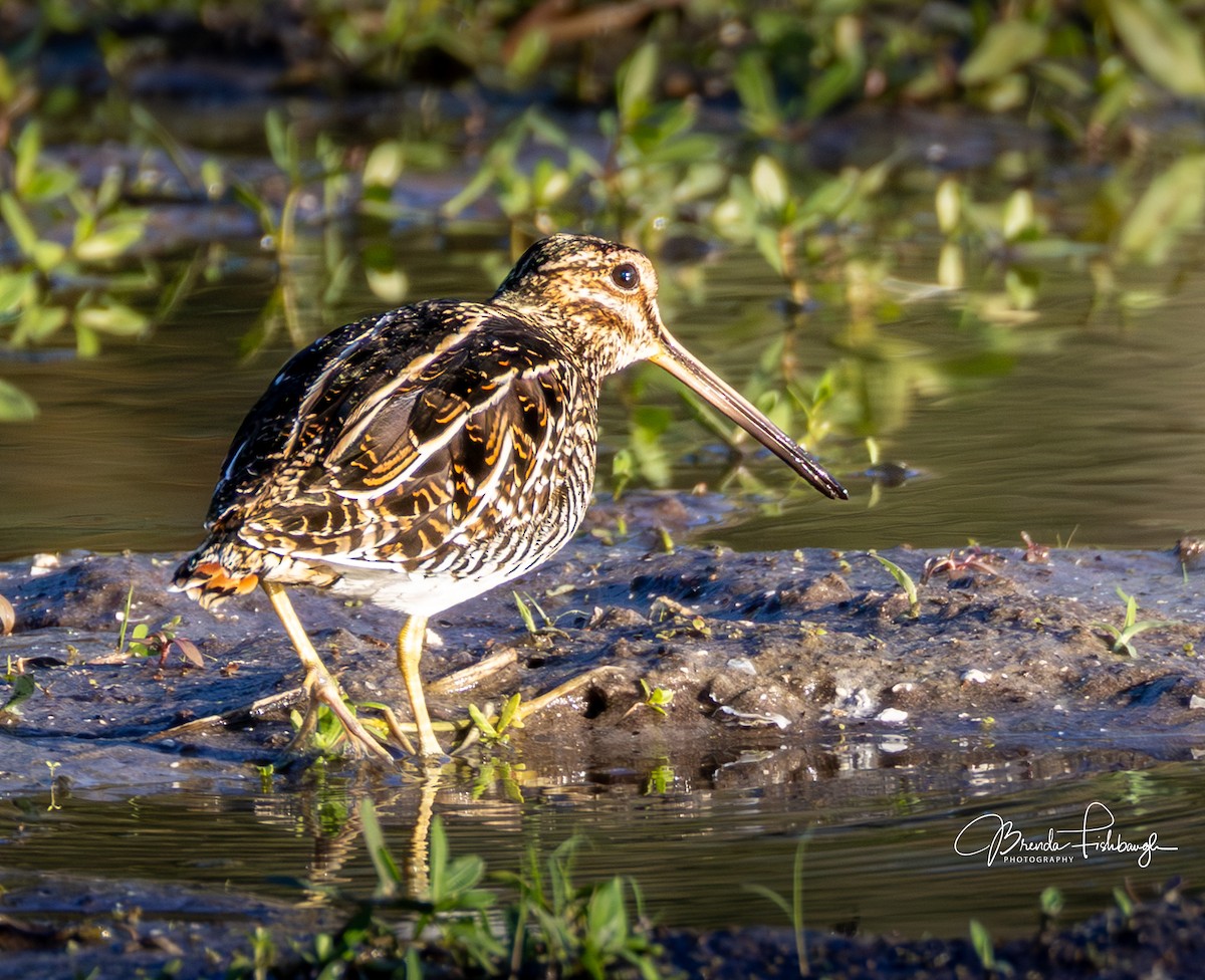 Wilson's Snipe - ML646560950