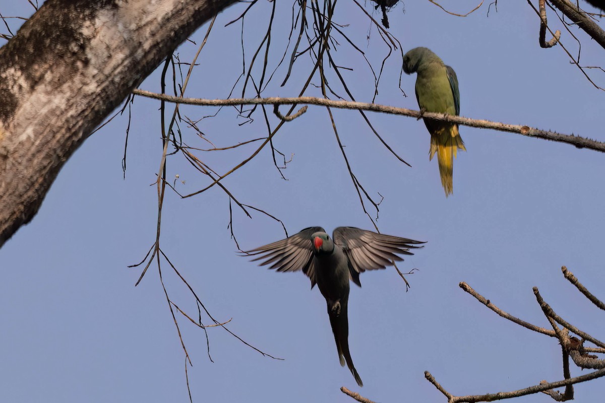 Malabar Parakeet - ML646560954