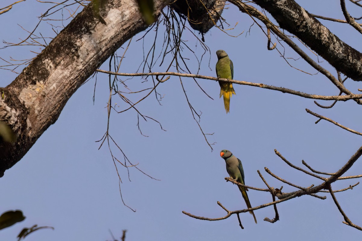Malabar Parakeet - ML646560955