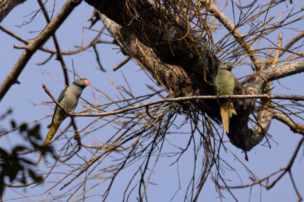 Malabar Parakeet - ML646560956