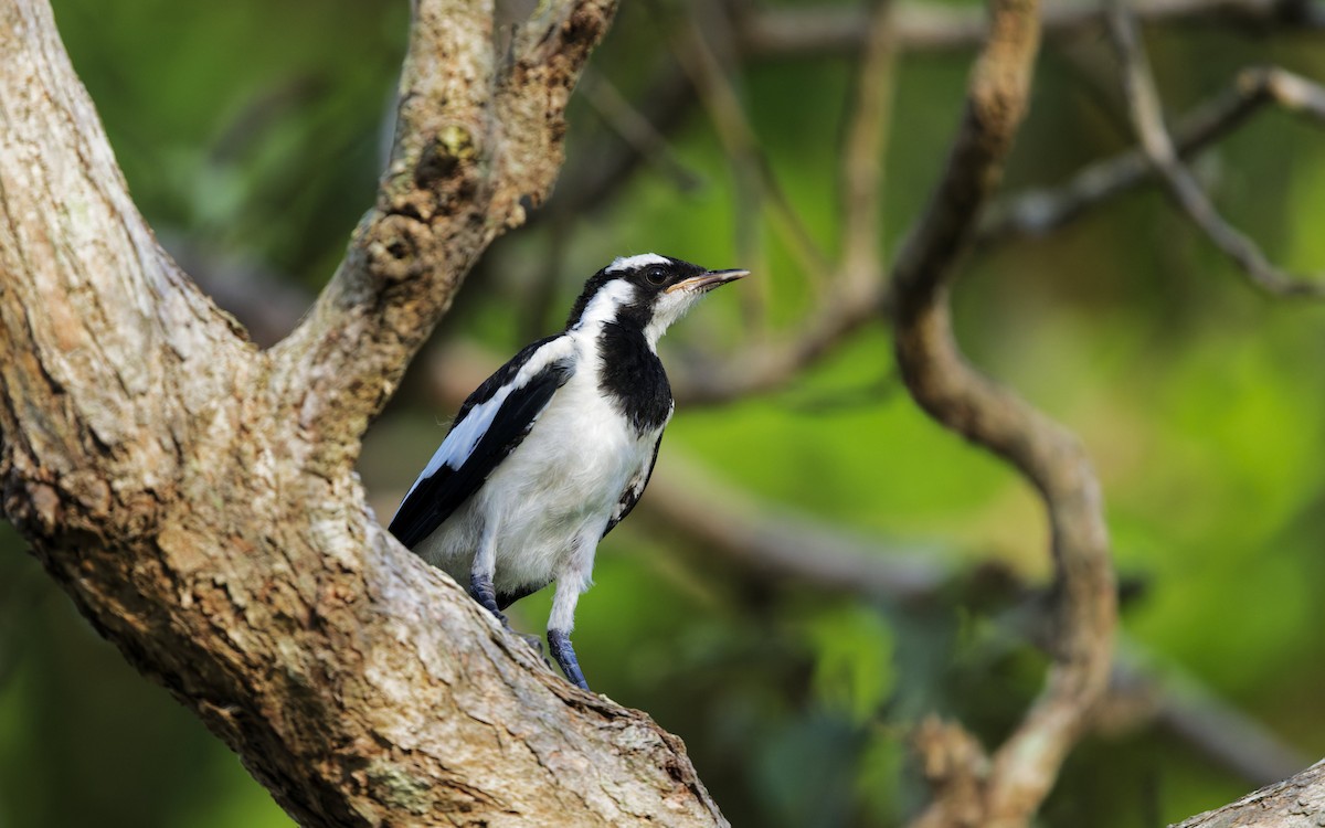 Magpie-lark - ML646560957