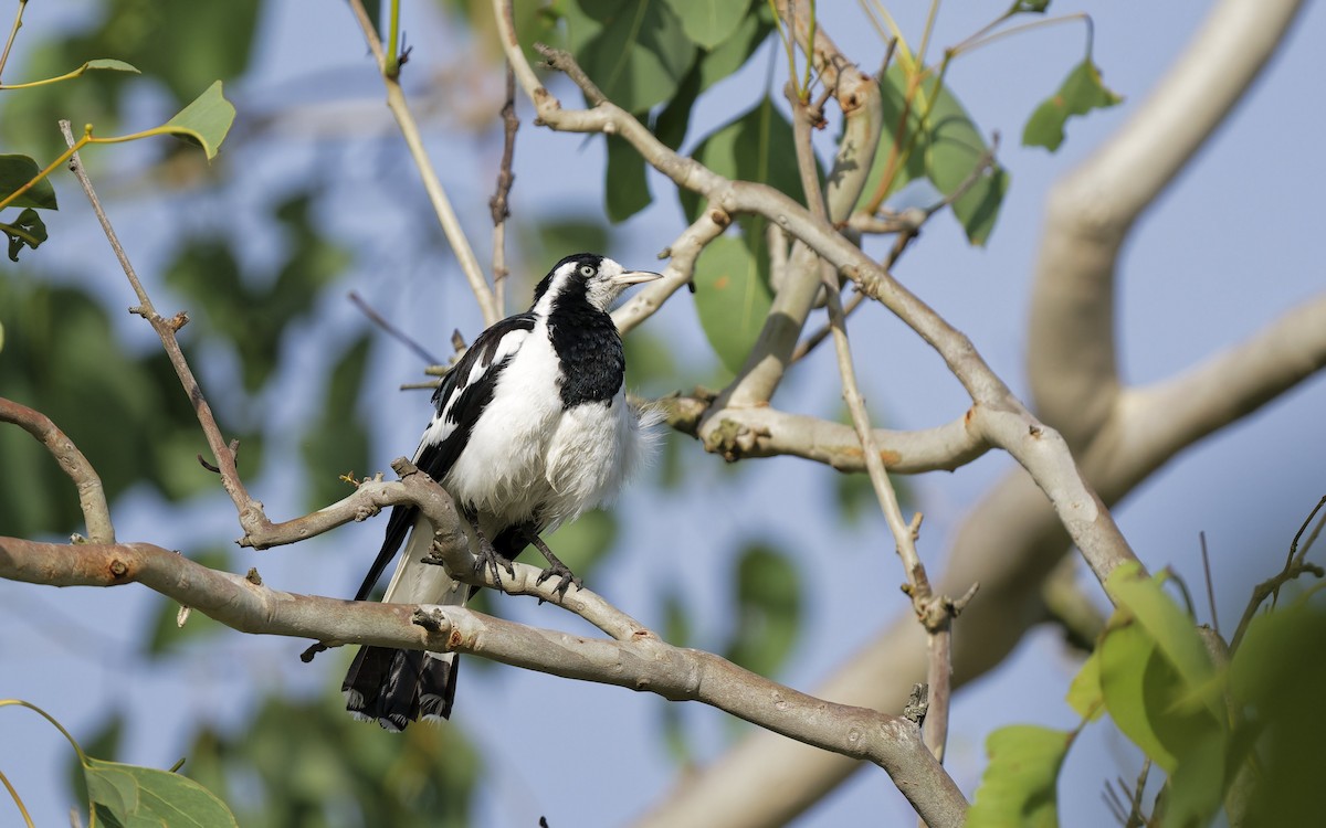 Magpie-lark - ML646560958